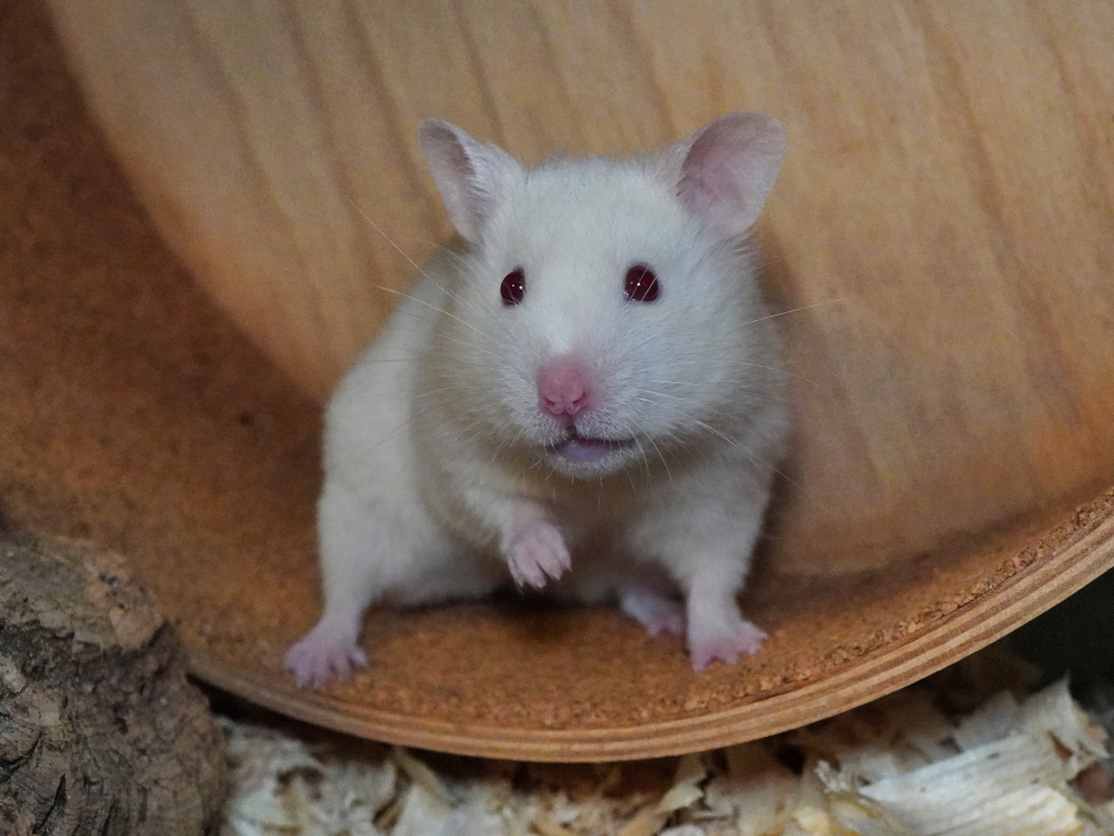 Goldhamster Soluna von der Hamsterhilfe Südwest