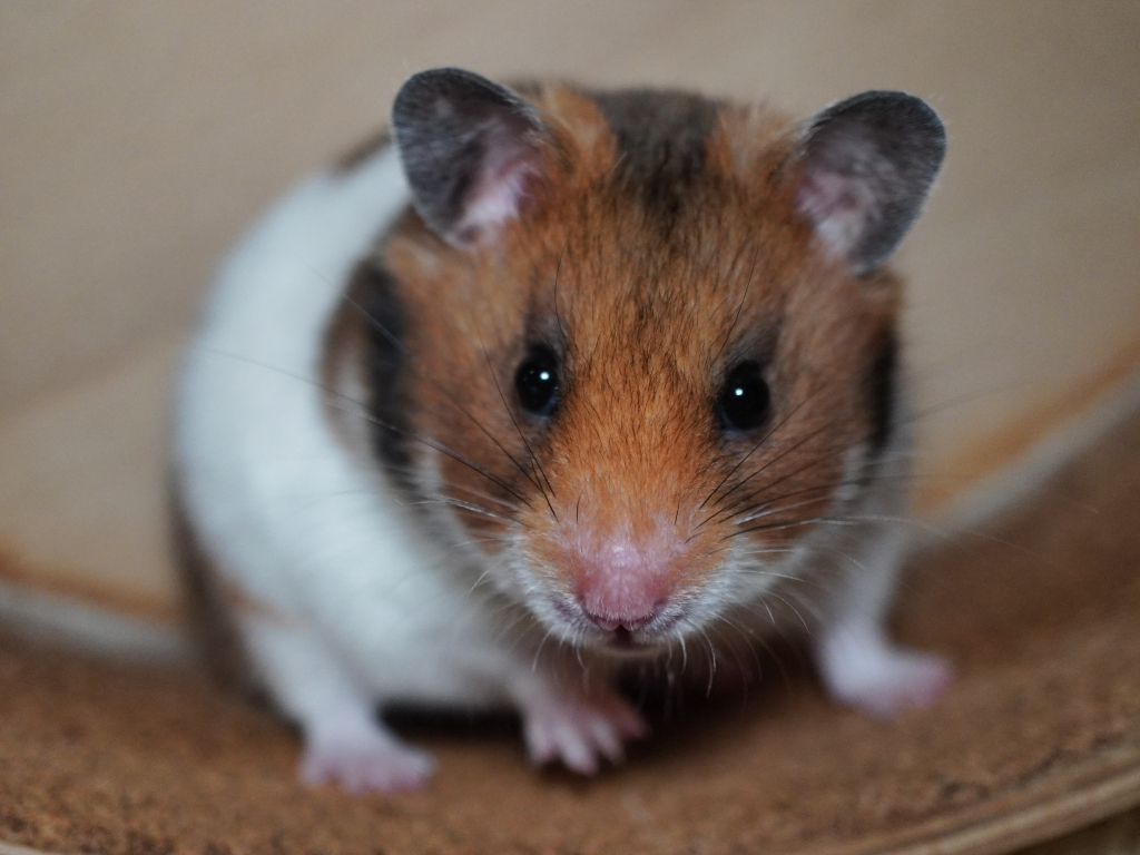 Goldhamster Wendy der Hamsterhilfe Südwest