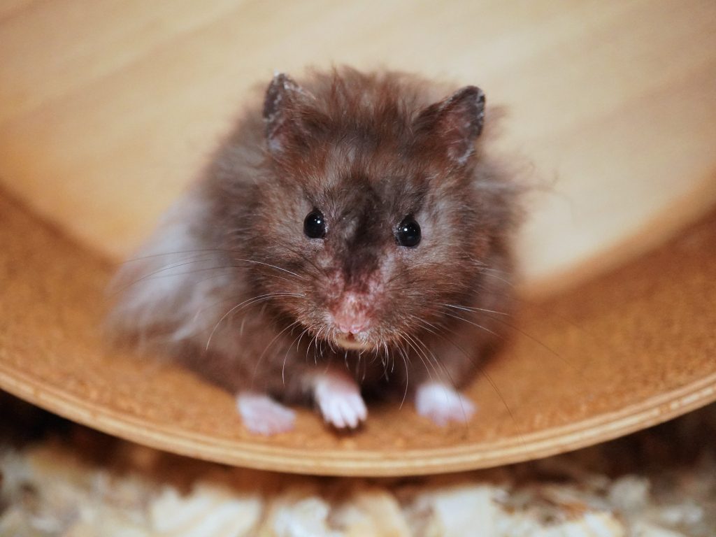 Teddyhamster Duke von der Hamsterhilfe Südwest