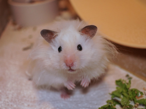 Teddyhamster Ernest von der Hamsterhilfe Südwest