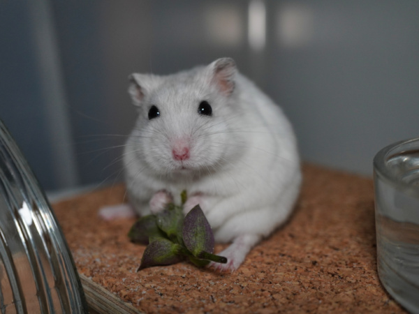 Zwerghamster Happy von der Hamsterhilfe Südwest