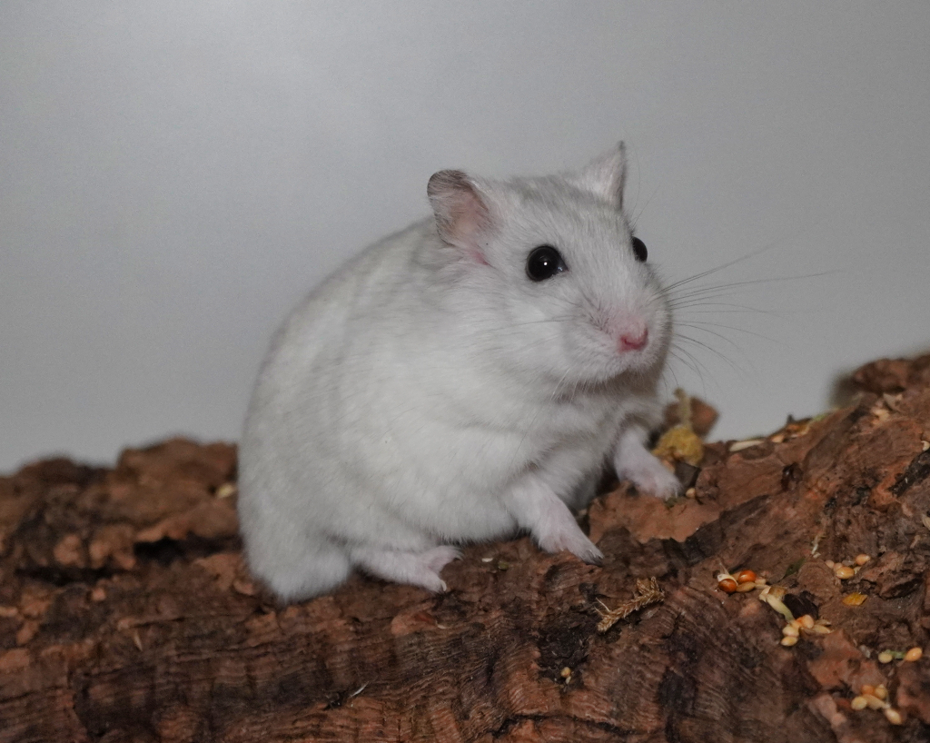 Zwerghamster Happy von der Hamsterhilfe Südwest