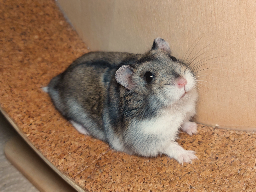 Zwerghamster Nirvana von der Hamsterhilfe Südwest