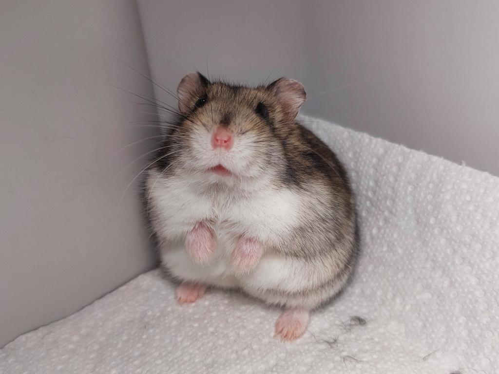 Zwerghamster Nirvana von der Hamsterhilfe Südwest