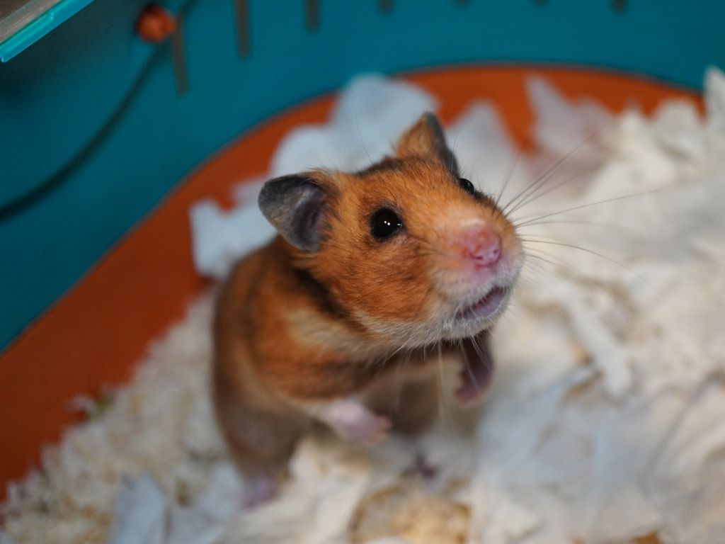 Goldhamster Ophilia von der Hamsterhilfe Südwest