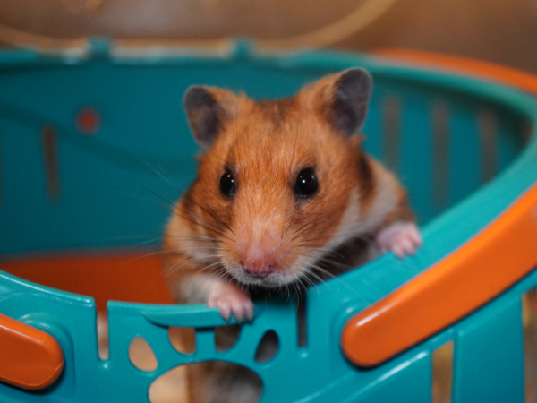 Goldhamster Ophilia von der Hamsterhilfe Südwest