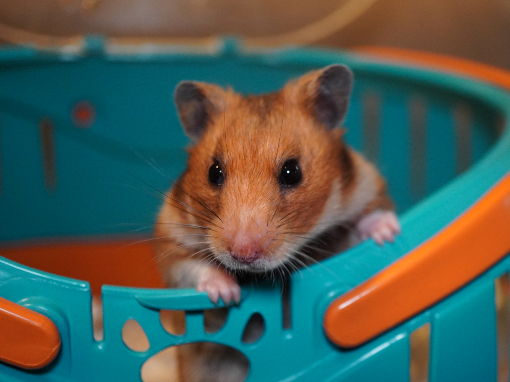 Goldhamster Ophilia von der Hamsterhilfe Südwest