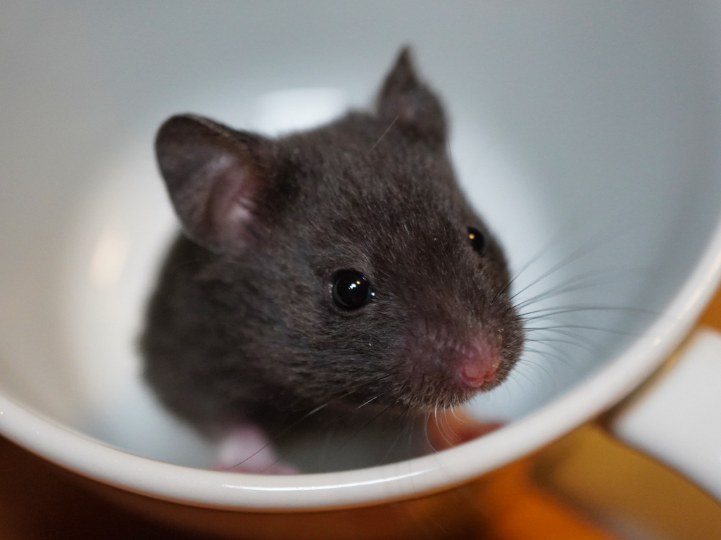 Goldhamster Sawyer von der Hamsterhilfe Südwest