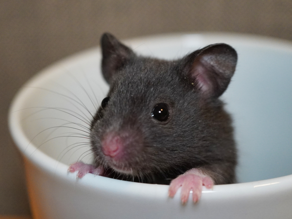Goldhamster Sawyer von der Hamsterhilfe Südwest