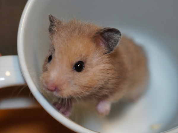 Teddyhamster Seymour von der Hamsterhilfe Südwest