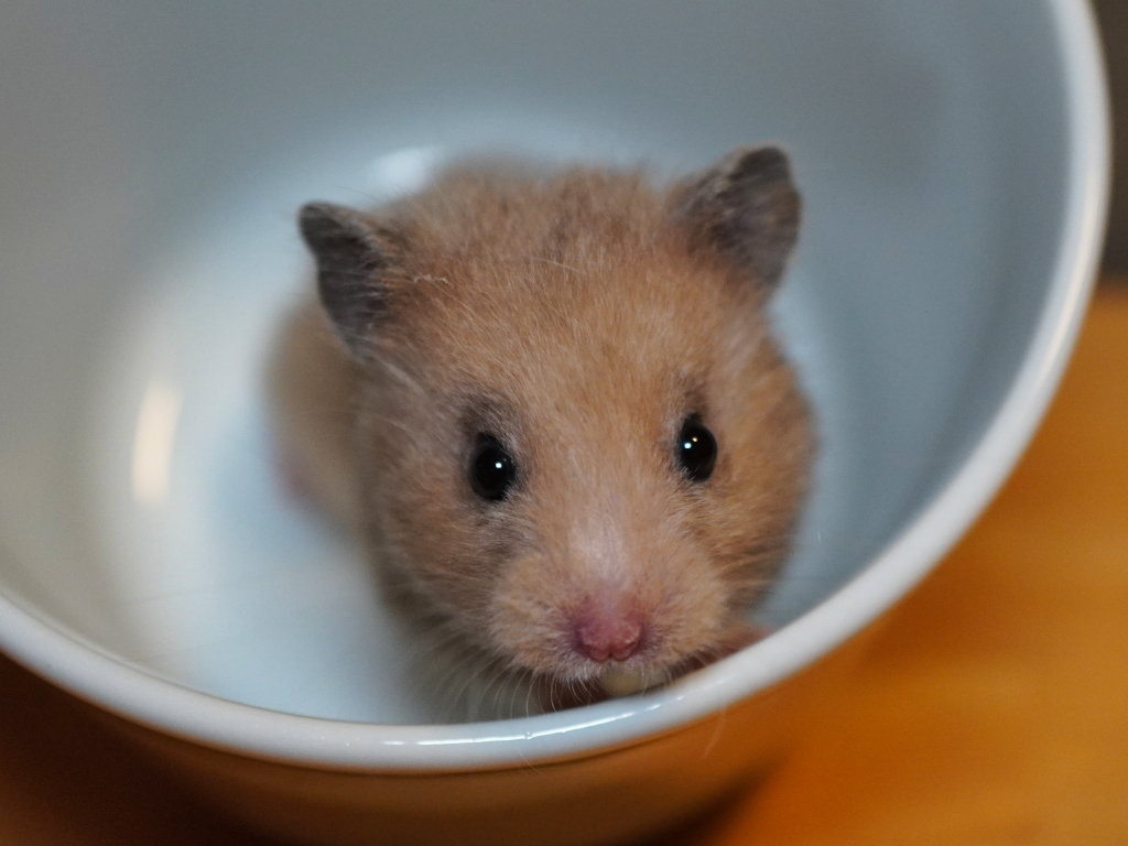 Teddyhamster Seymour von der Hamsterhilfe Südwest