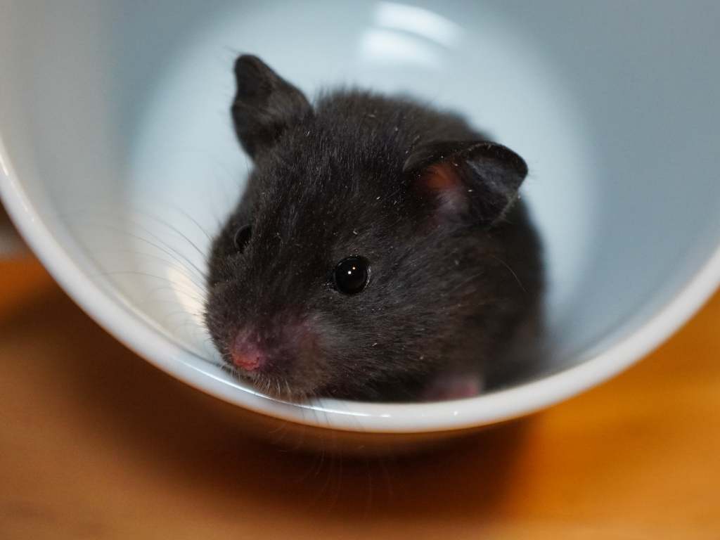 Teddyhamster Shawn von der Hamsterhilfe Südwest