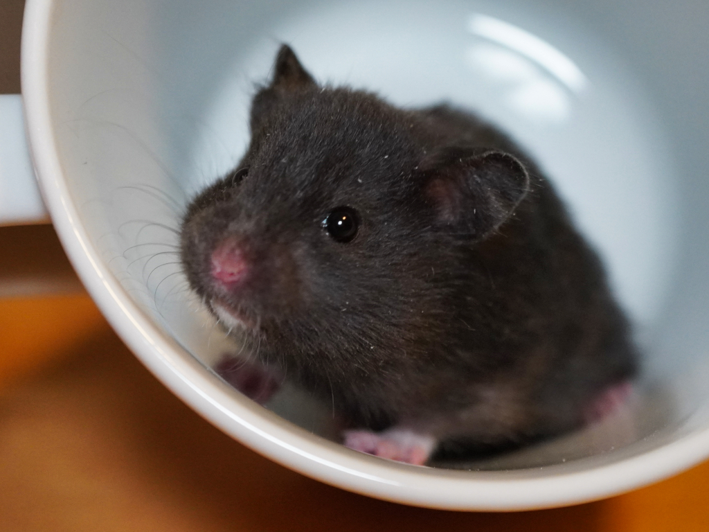 Teddyhamster Shawn von der Hamsterhilfe Südwest