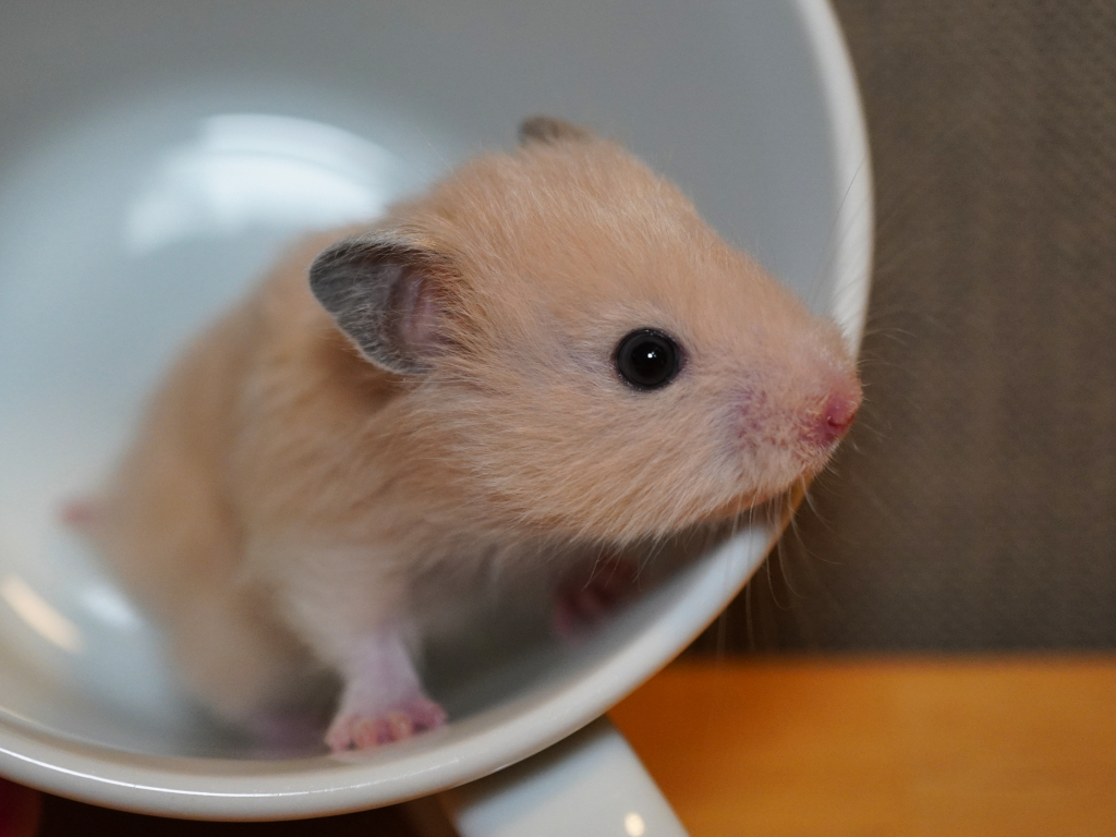 Teddyhamster Simpson von der Hamsterhilfe Südwest