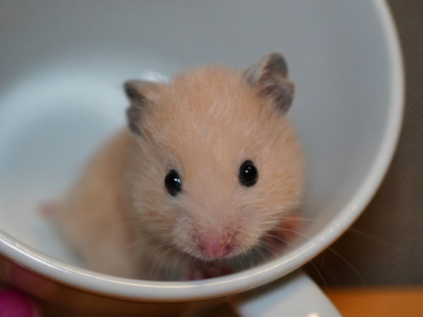 Teddyhamster Simpson von der Hamsterhilfe Südwest