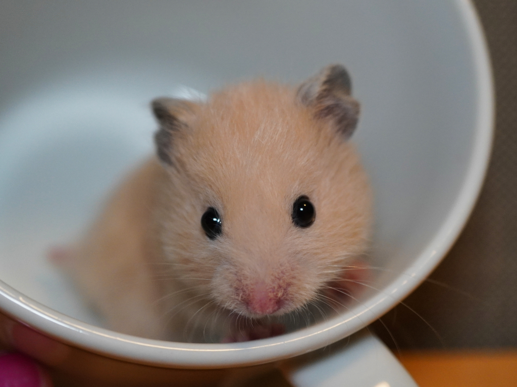 Teddyhamster Simpson von der Hamsterhilfe Südwest