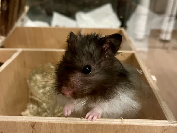 Hosea Teddyhamster Hamsterhilfe Südwest