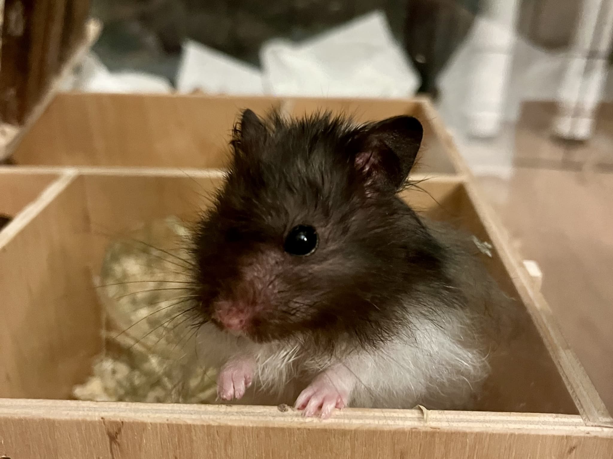 Hosea Teddyhamster Hamsterhilfe Südwest