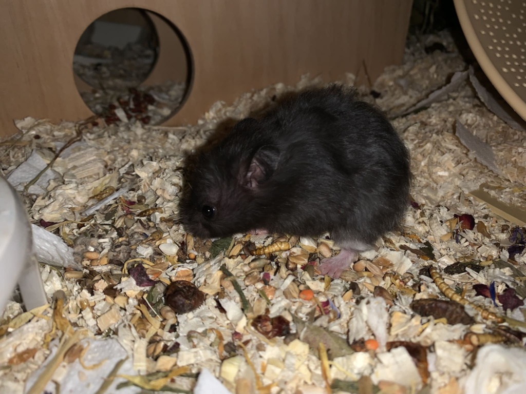 Samira, Teddyhamster, Black, Hamsterhilfe Südwest