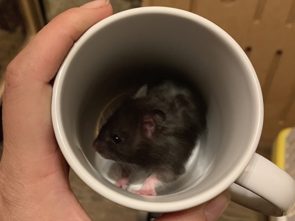 Samira, Teddyhamster, Black, Hamsterhilfe Südwest