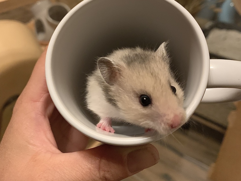 Sannerl, Teddyhamster, Silver Grey, Hamsterhilfe Südwest