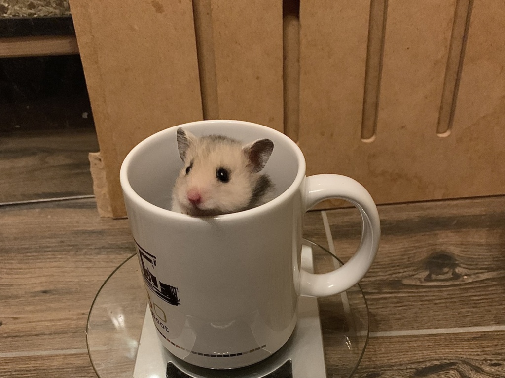 Sannerl, Teddyhamster, Silver Grey, Hamsterhilfe Südwest