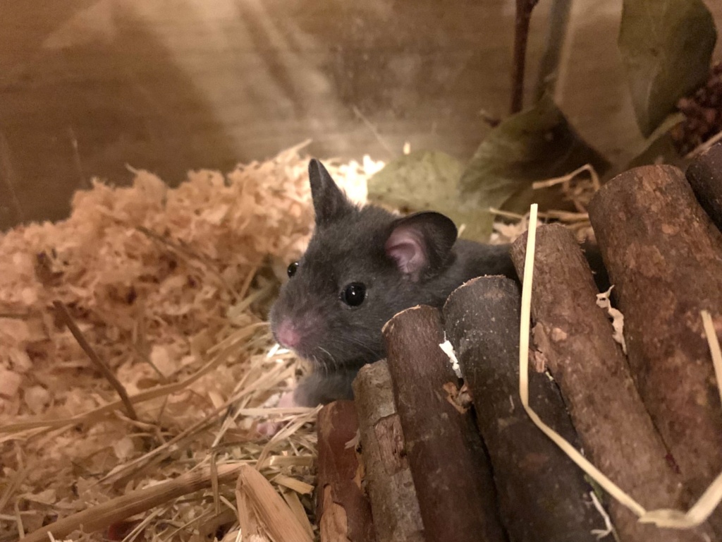 Schorsch, Goldhamster, Black, Hamsterhilfe Südwest