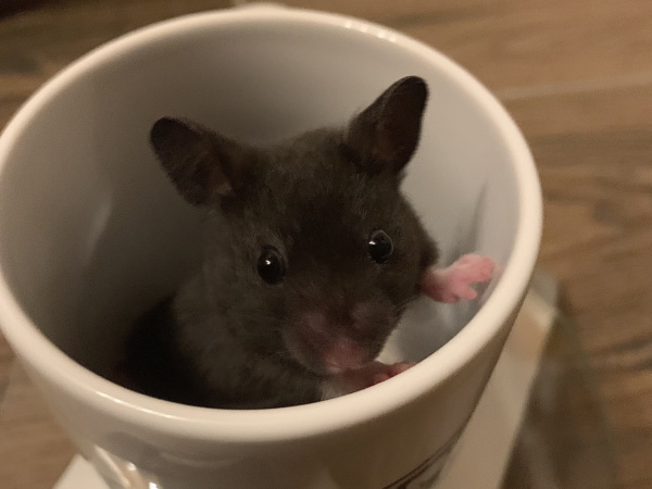 Schorsch, Goldhamster, Black, Hamsterhilfe Südwest