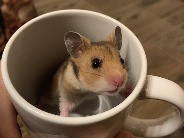 Sepp, Goldhamster, Golden, Hamsterhilfe Südwest