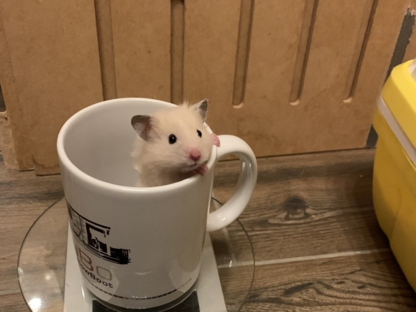 Serafina, Teddyhamster, BE Cream, Hamsterhilfe Südwest