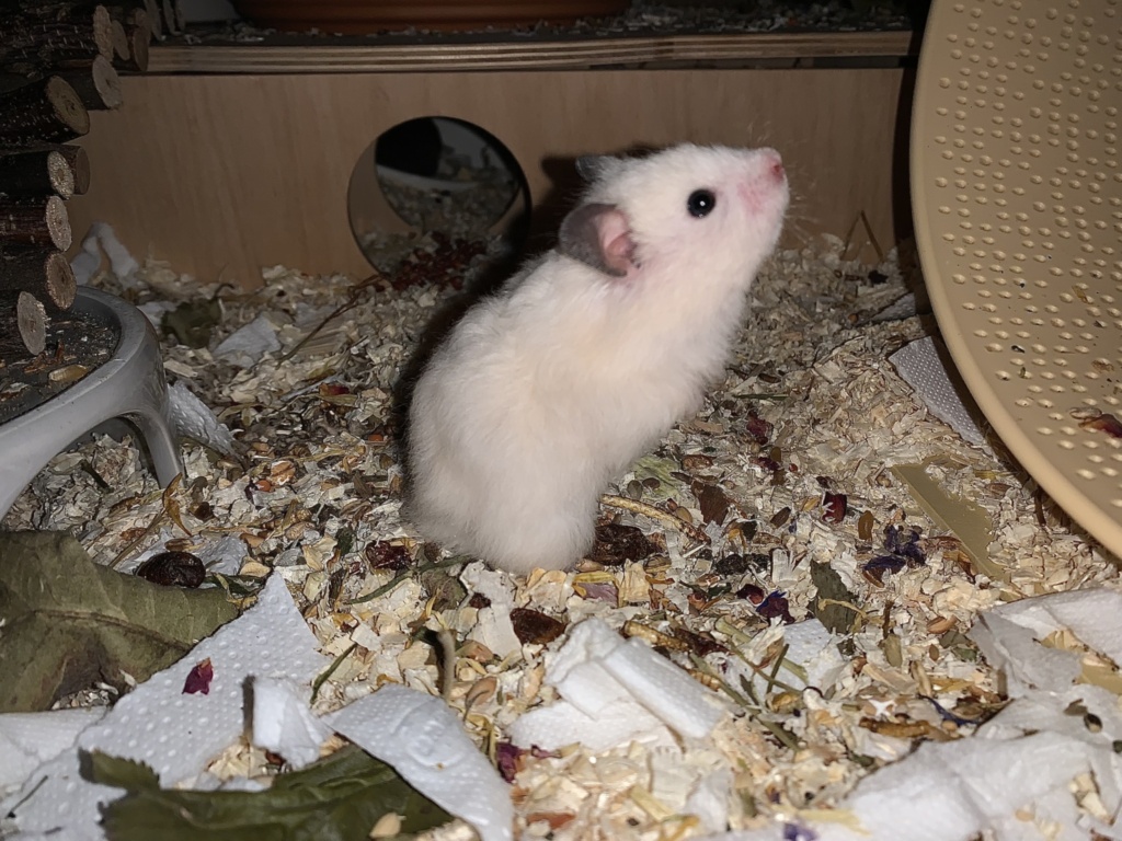 Serafina, Teddyhamster, BE Cream, Hamsterhilfe Südwest