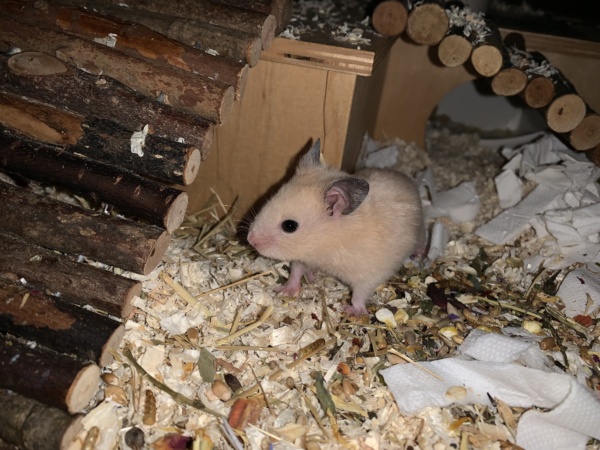 Simmerl, Goldhamster, BE Cream, Hamsterhilfe Südwest