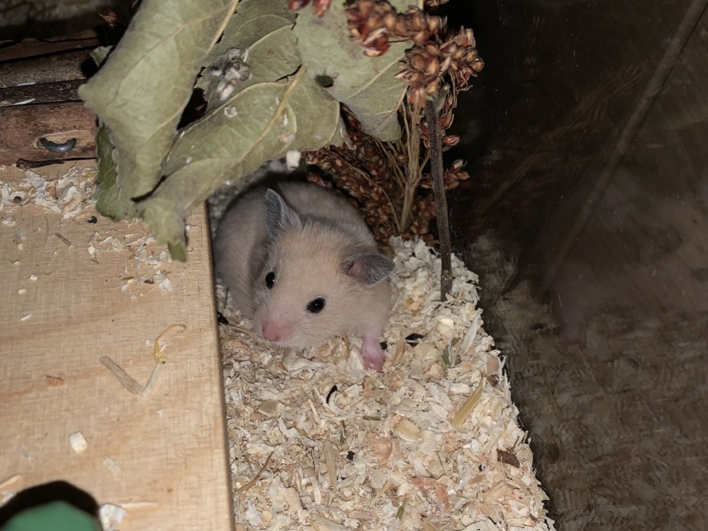 Simmerl, Goldhamster, BE Cream, Hamsterhilfe Südwest
