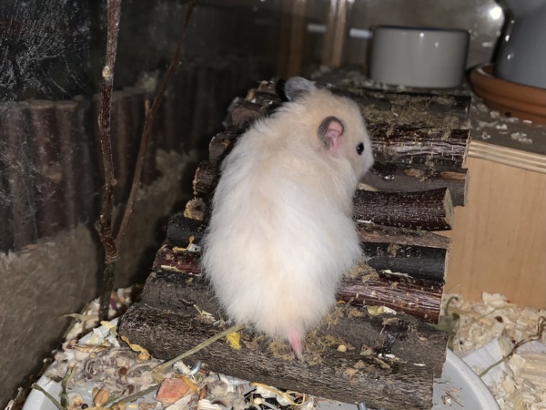 Sopherl, Teddyhamster, Ivory Banded, Hamsterhilfe Südwest