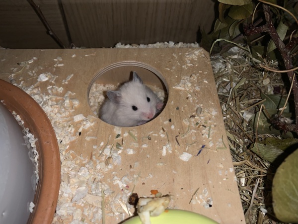 Stefferl, Teddyhamster, BE Cream, Hamsterhilfe Südwest