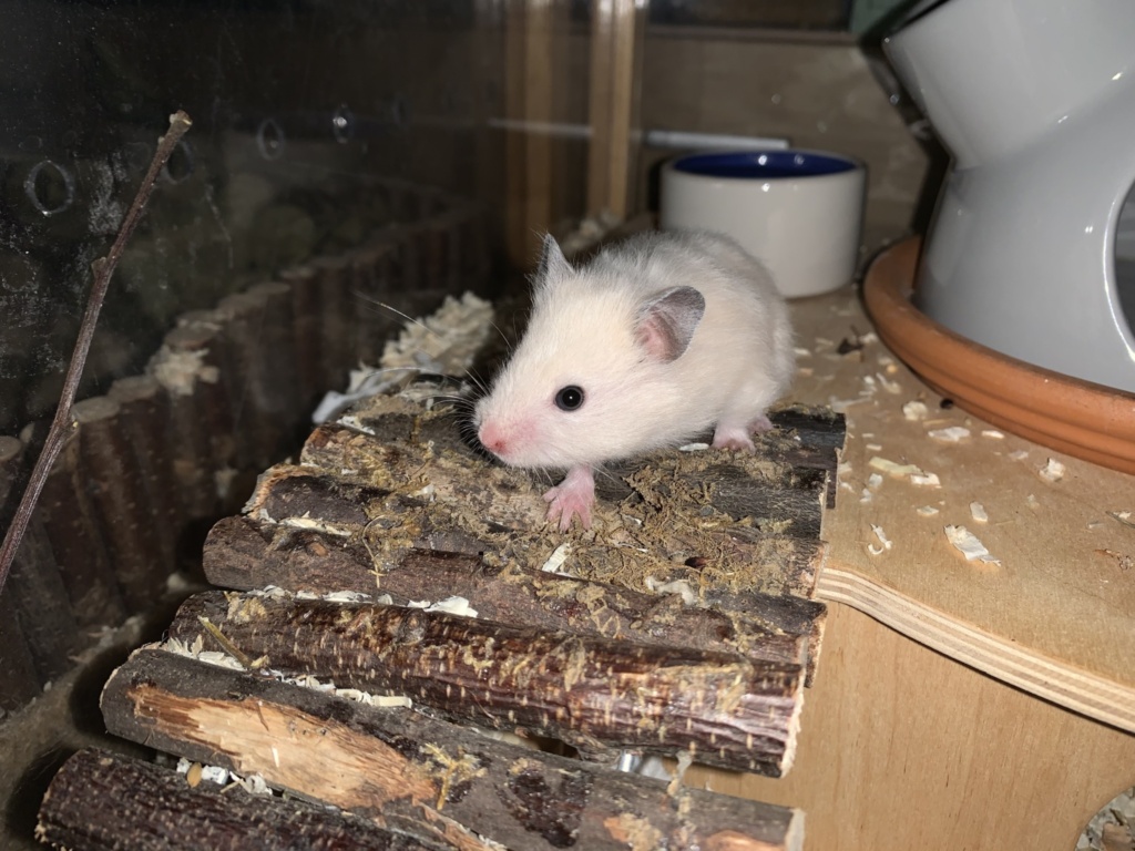 Stefferl, Teddyhamster, BE Cream, Hamsterhilfe Südwest