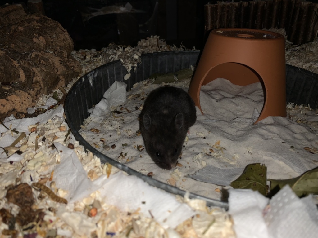 Stina, Goldhamster, Black Hamsterhilfe Südwest