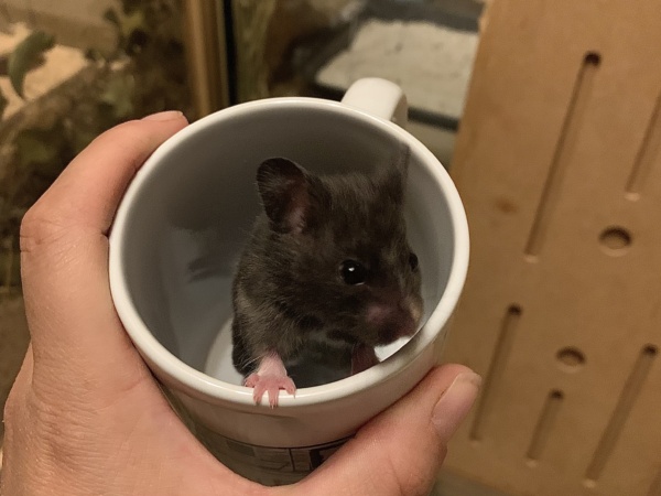 Stina, Goldhamster, Black Hamsterhilfe Südwest