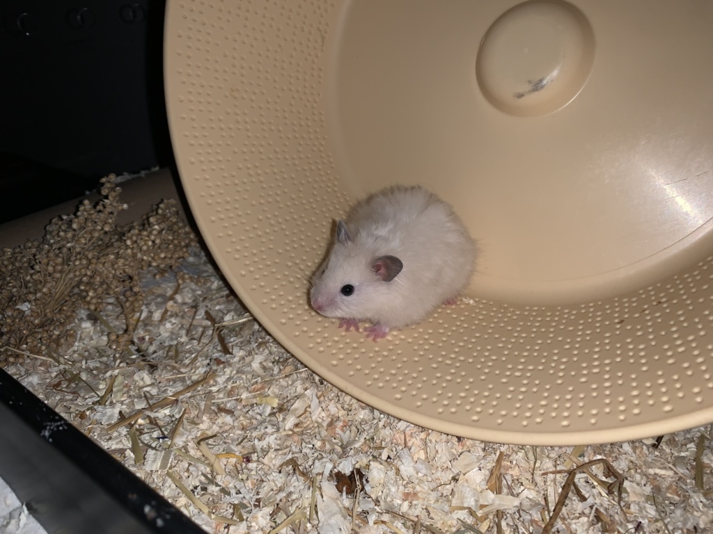 Stofferl, Teddyhamster, BE Cream Hamsterhilfe Südwest