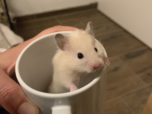 Stofferl, Teddyhamster, BE Cream Hamsterhilfe Südwest
