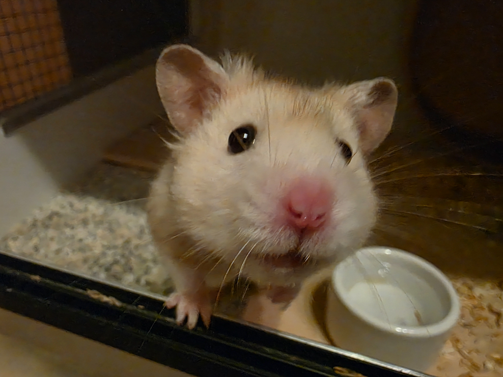 Goldhamster Hamsterhilfe Südwest