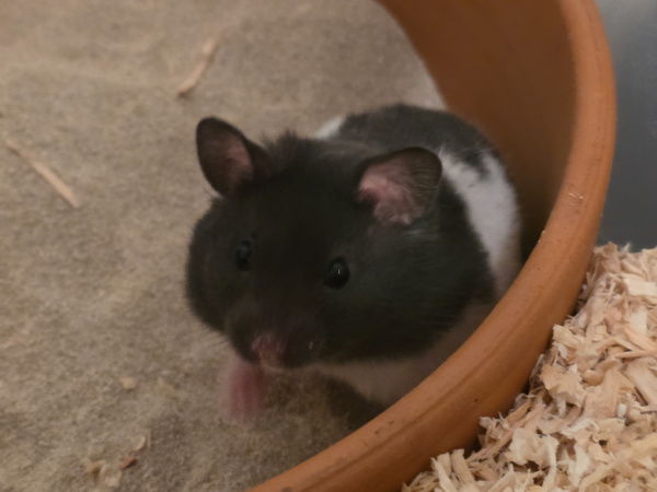 Goldhamster Hamsterhilfe Südwest