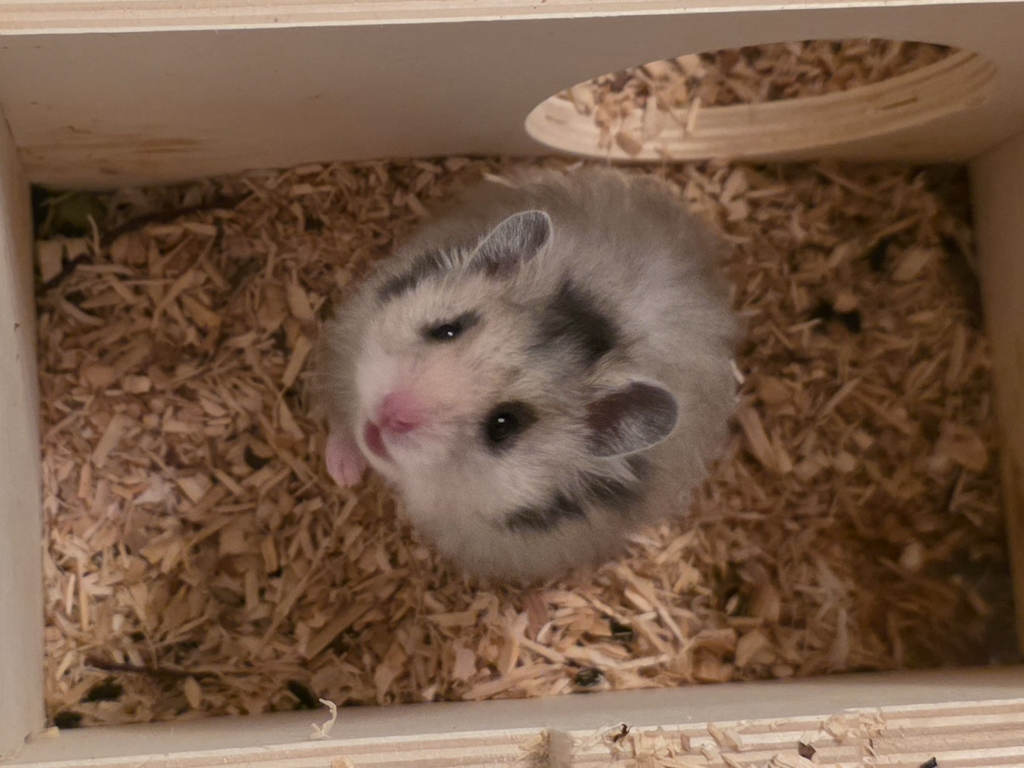 Goldhamster Hamsterhilfe Südwest