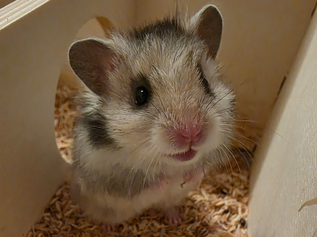 Goldhamster Hamsterhilfe Südwest