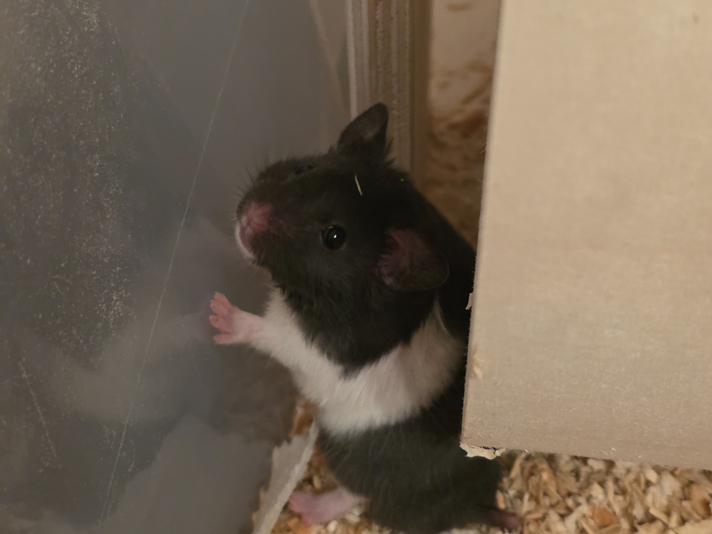 Goldhamster Hamsterhilfe Südwest