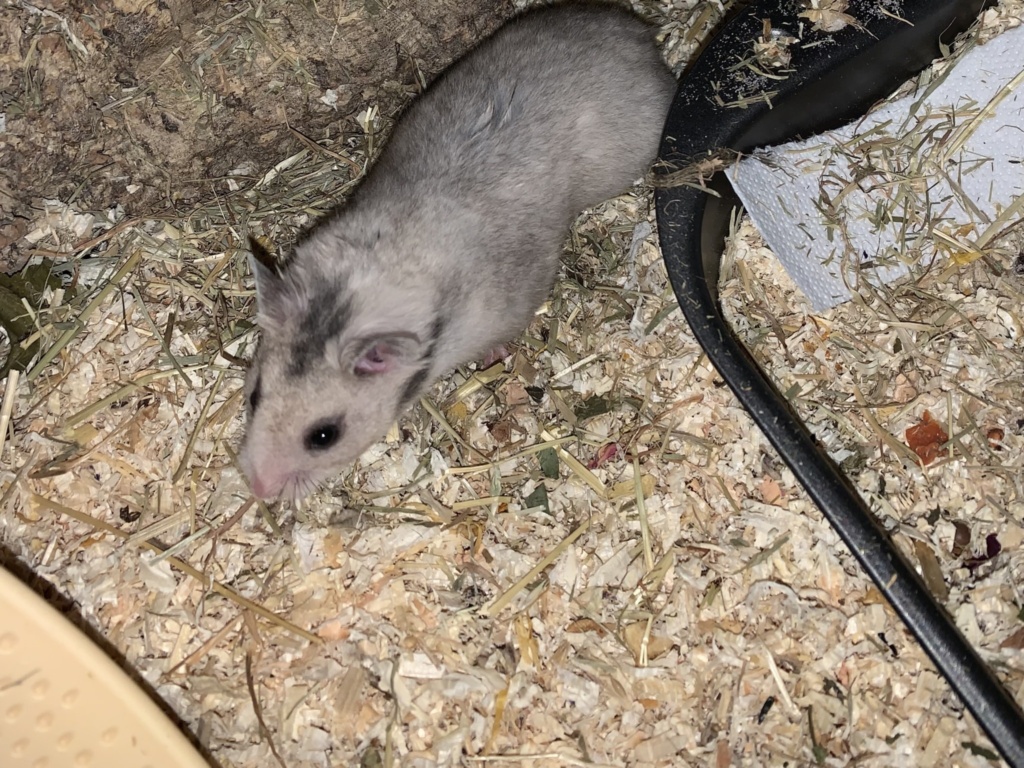 Bartholomea, Goldhamster, Silver Grey, Hamsterhilfe Südwest