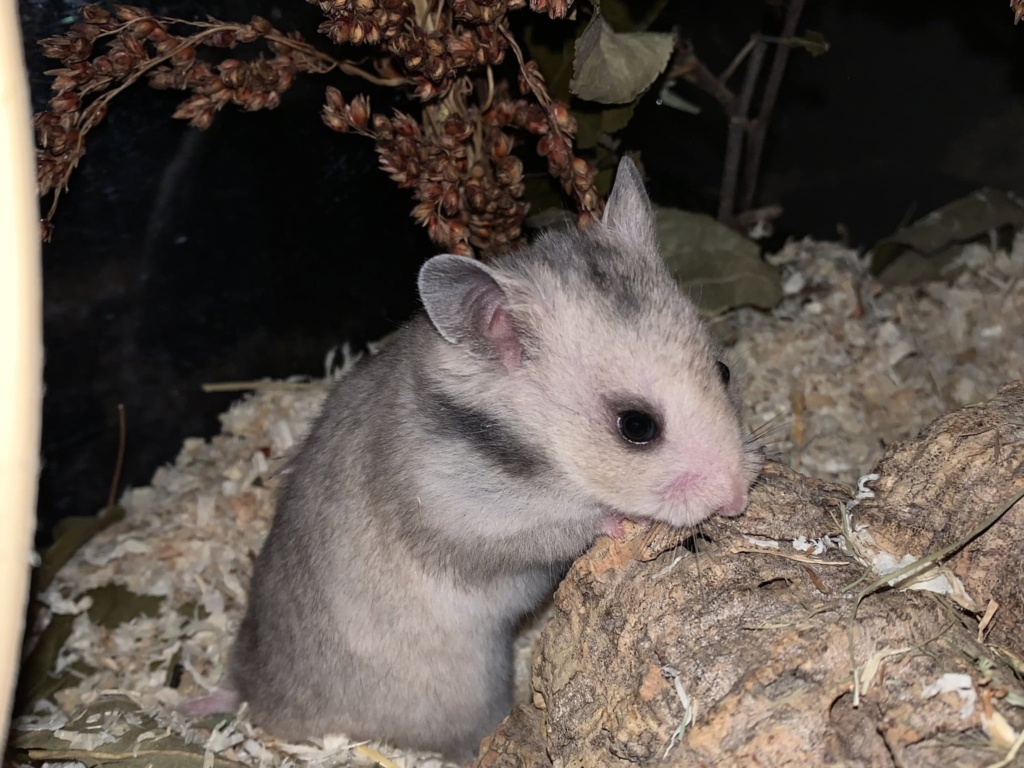 Bartholomea, Goldhamster, Silver Grey, Hamsterhilfe Südwest
