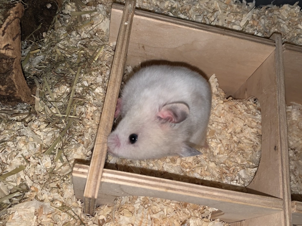 Betti, Goldhamster, BE Cream, Hamsterhilfe Südwest