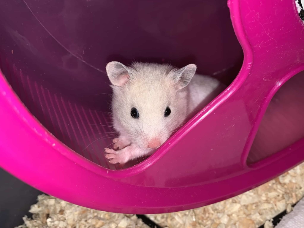 Betti, Goldhamster, BE Cream, Hamsterhilfe Südwest