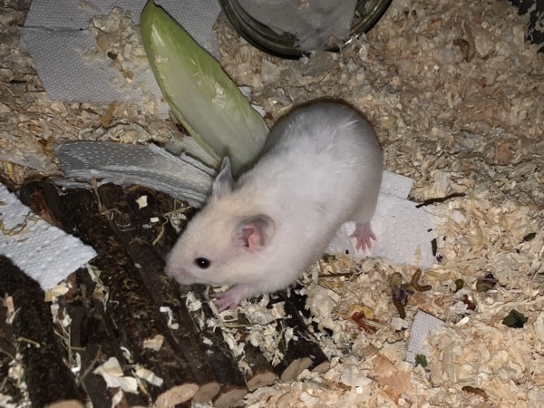 Burga, Goldhamster, Silver Pearl Polywhite, Hamsterhilfe Südwest